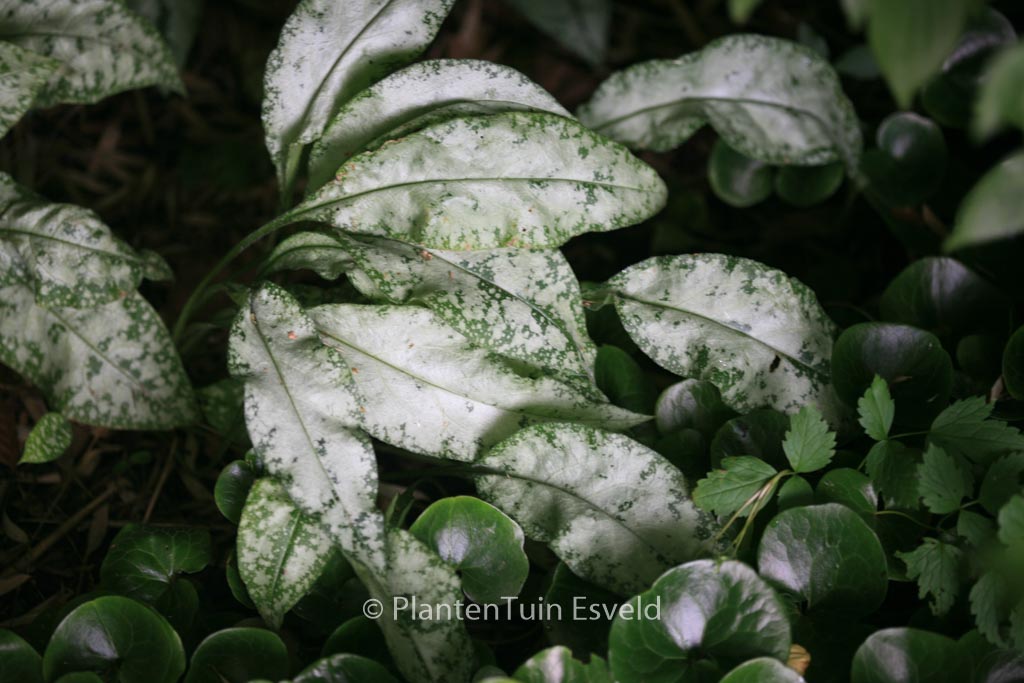 Pulmonaria longifolia 'Diana Clare'