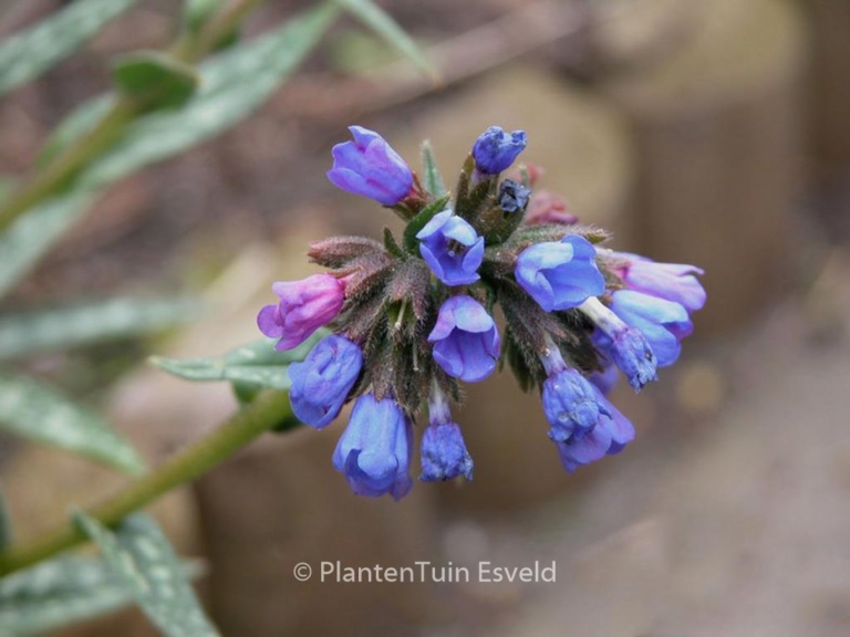 Pulmonaria longifolia 'E.B. Anderson'