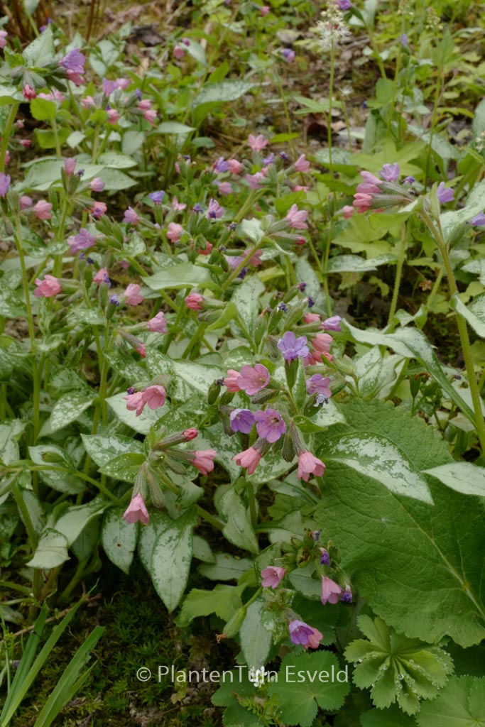 Pulmonaria 'Moonshine'
