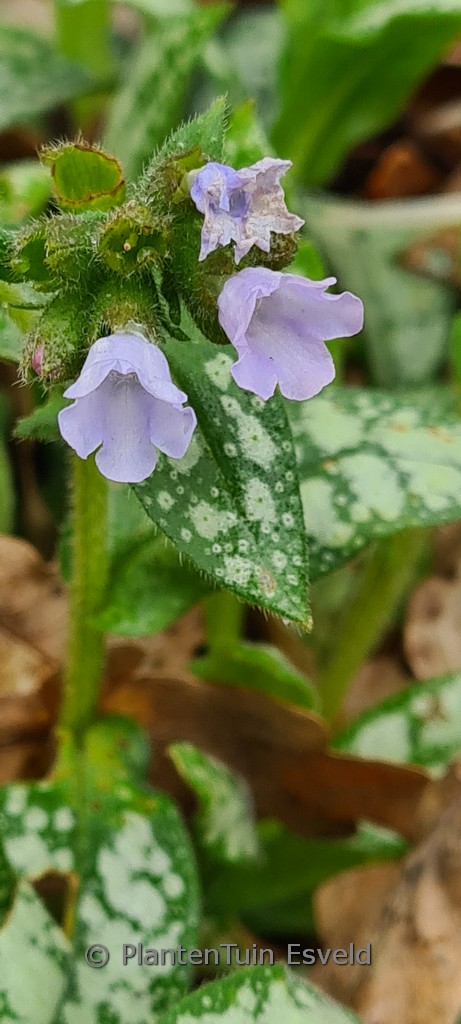 Pulmonaria saccharata 'Ocupol' (OPAL) - Afbeelding 3