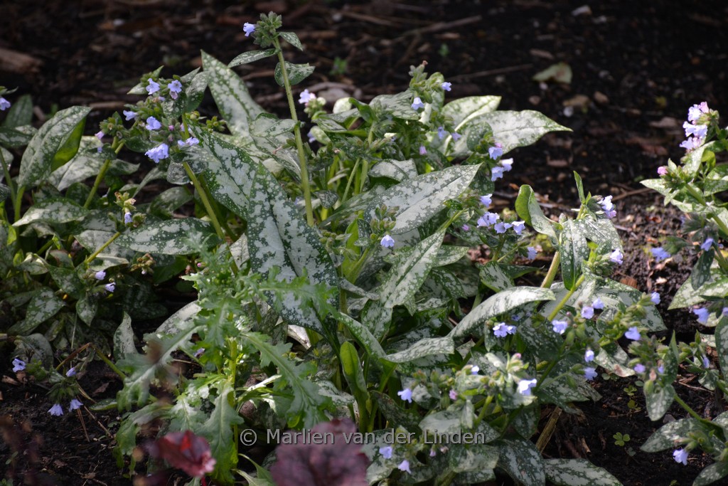 Pulmonaria saccharata 'Ocupol' (OPAL) - Afbeelding 4