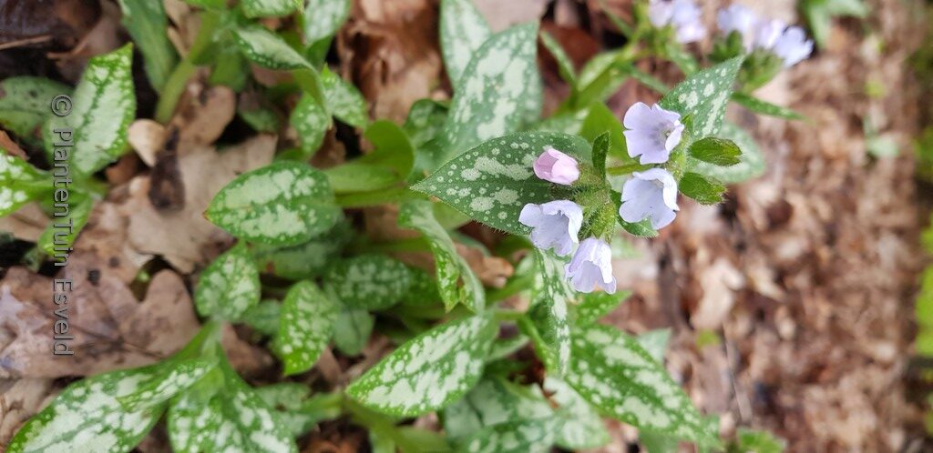 Pulmonaria saccharata 'Ocupol' (OPAL)