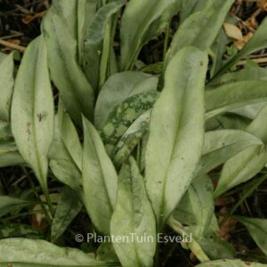 Pulmonaria 'Samurai'