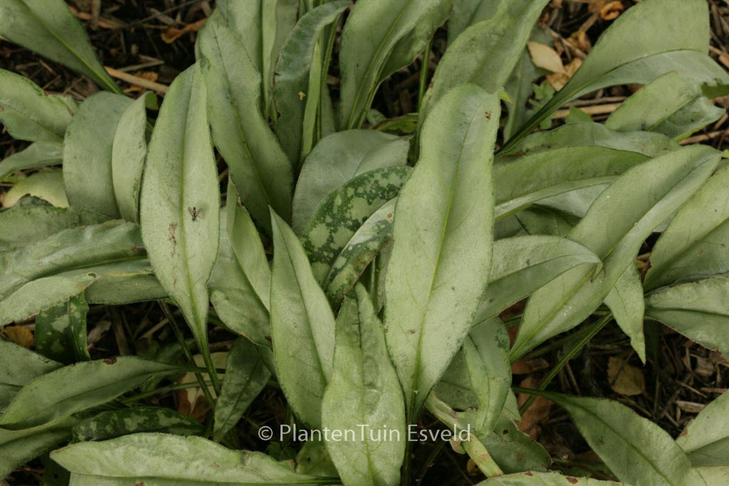Pulmonaria 'Samurai'