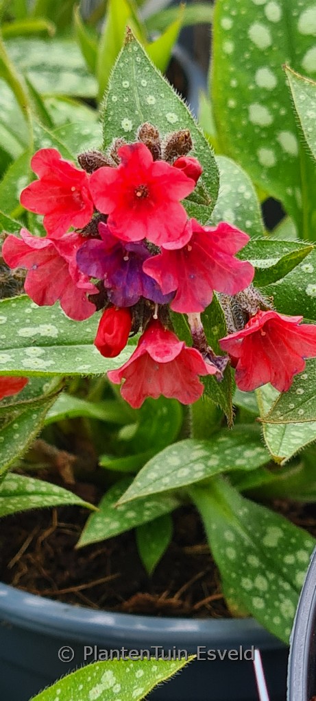 Pulmonaria 'Shrimps on the Barbie'