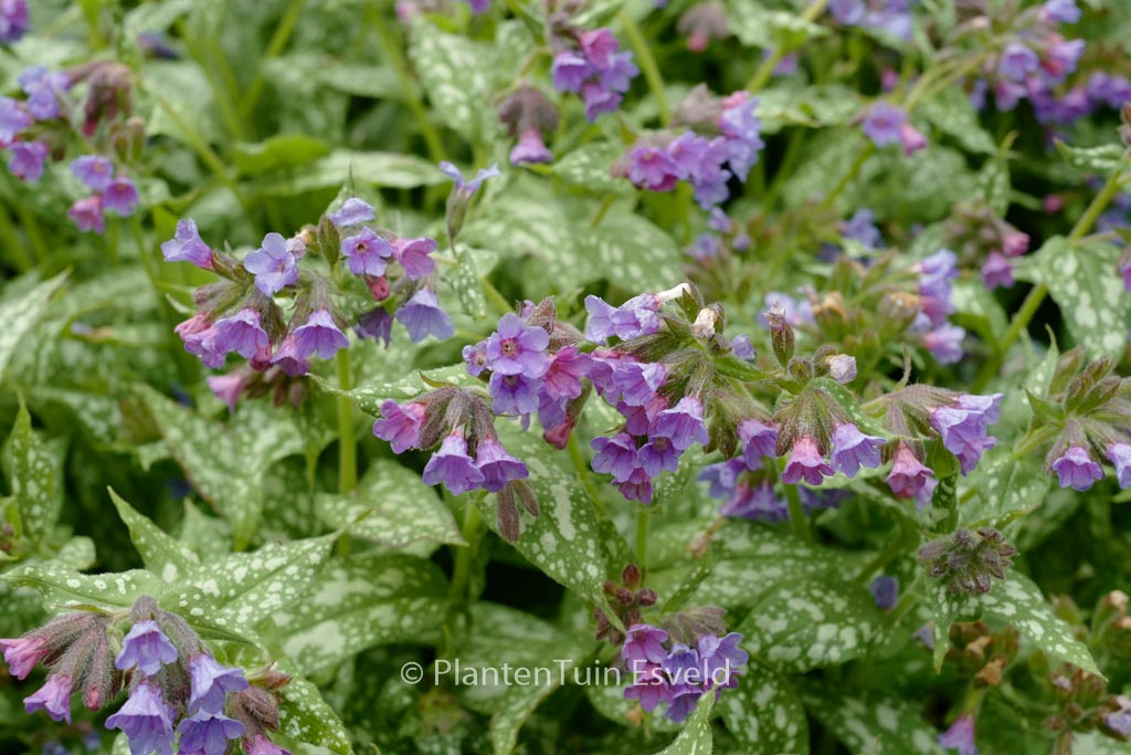 Pulmonaria 'Trevi Fountain'