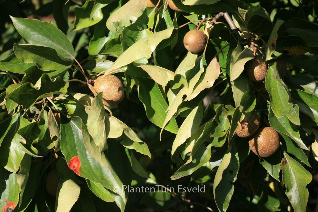 Pyrus pashia