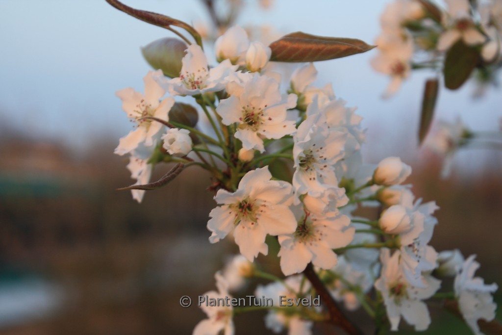 Pyrus pyrifolia 'Honeyball'