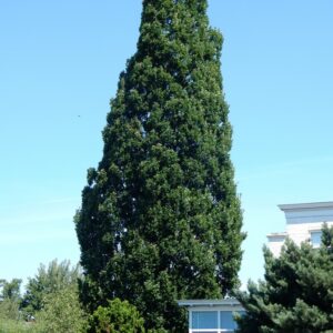 Quercus robur 'Fastigiate Koster'