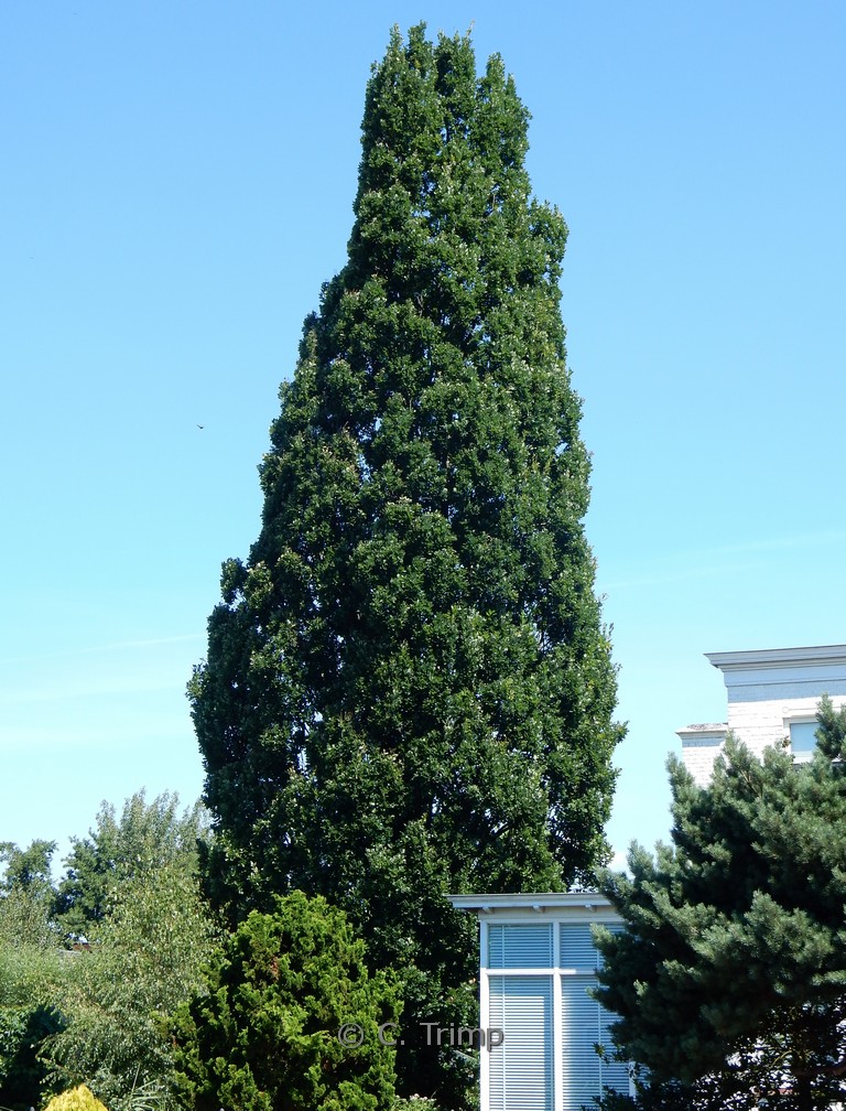 Quercus robur 'Fastigiate Koster'