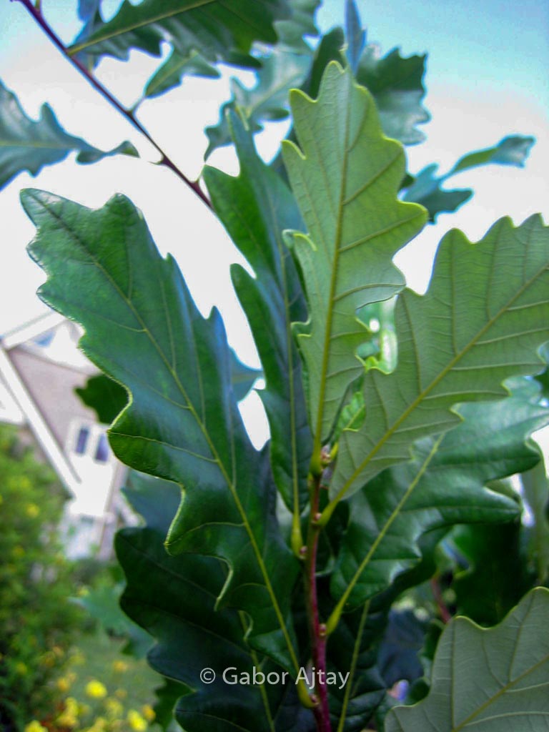 Quercus warei 'Long' (REGAL PRINCE)