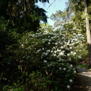 Rhododendron 'Catawbiense Album'