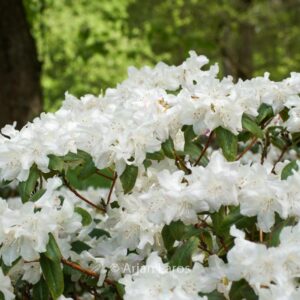 Rhododendron 'Dora Amateis'