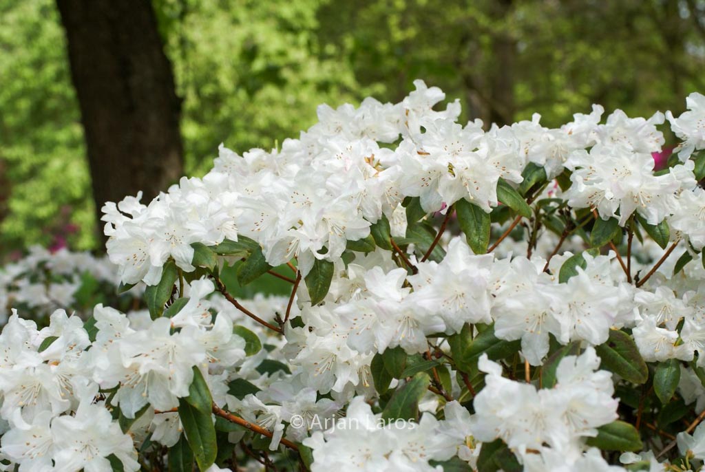 Rhododendron 'Dora Amateis'