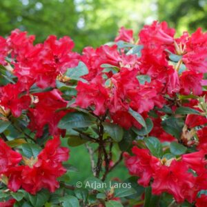 Rhododendron 'Scarlet Wonder'