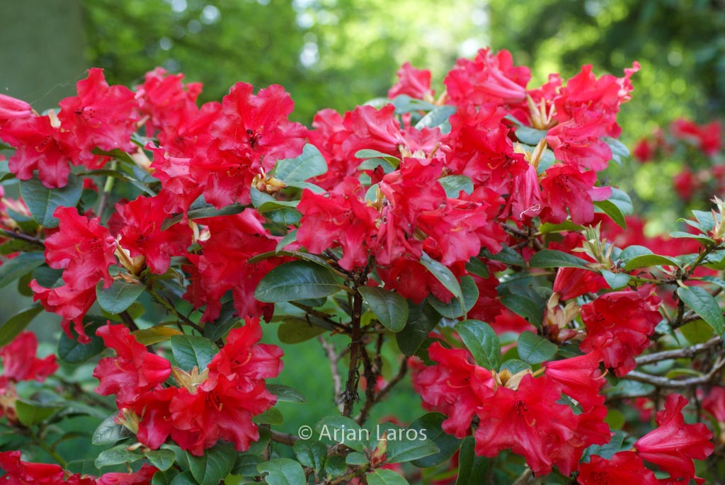 Rhododendron 'Scarlet Wonder'