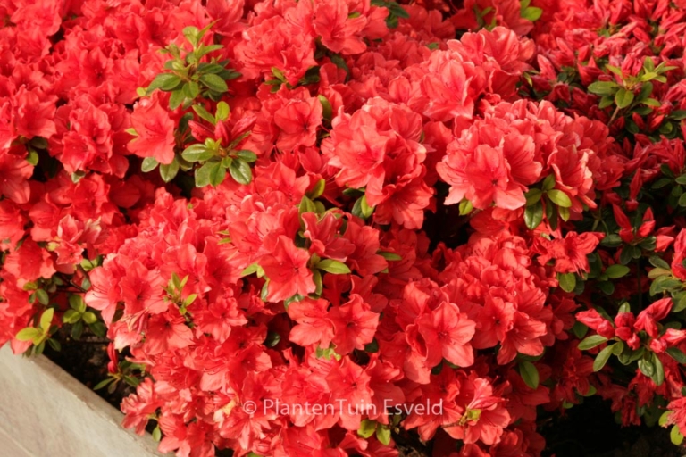 Rhododendron 'Signalgluehen' (Azalea)
