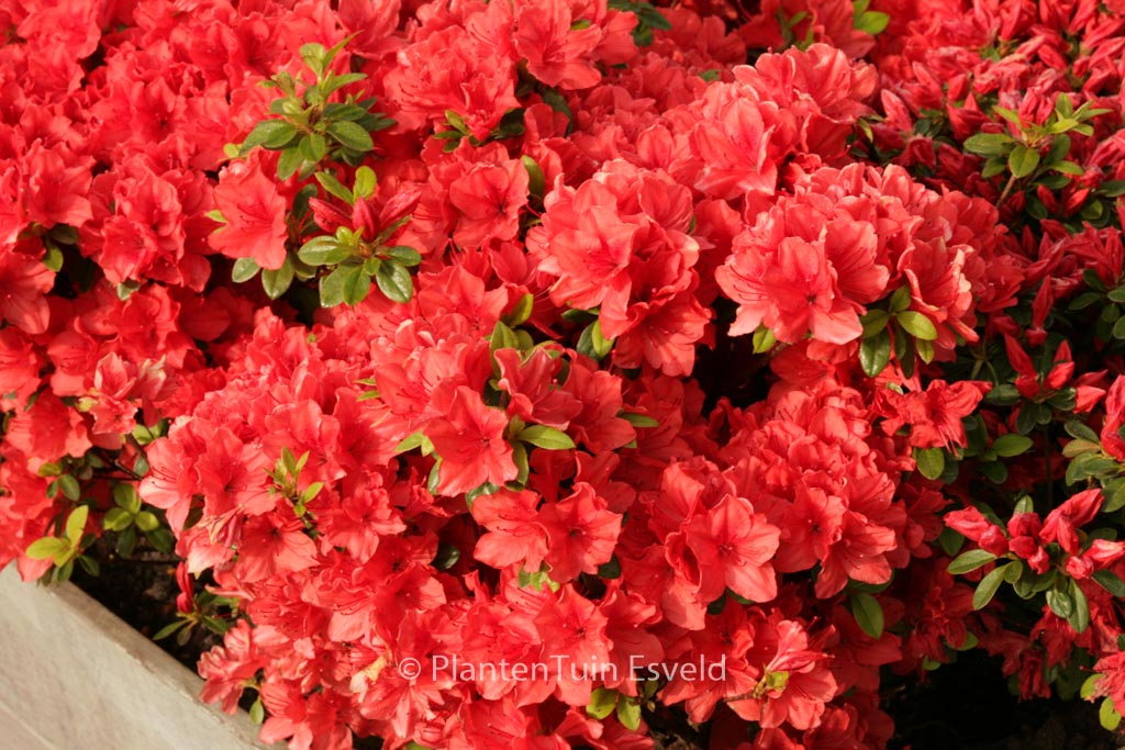 Rhododendron 'Signalgluehen' (Azalea)