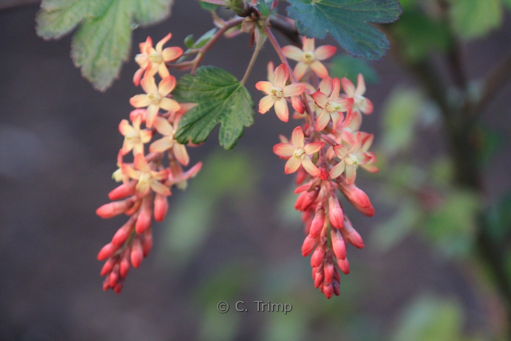 Ribes gordonianum