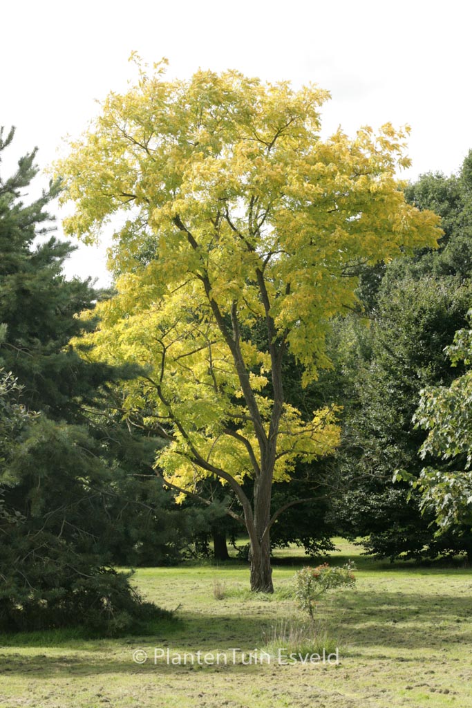 Robinia pseudoacacia 'Frisia'