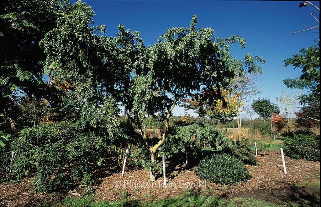 Robinia pseudoacacia 'Lace Lady' TWISTY BABY - Afbeelding 2