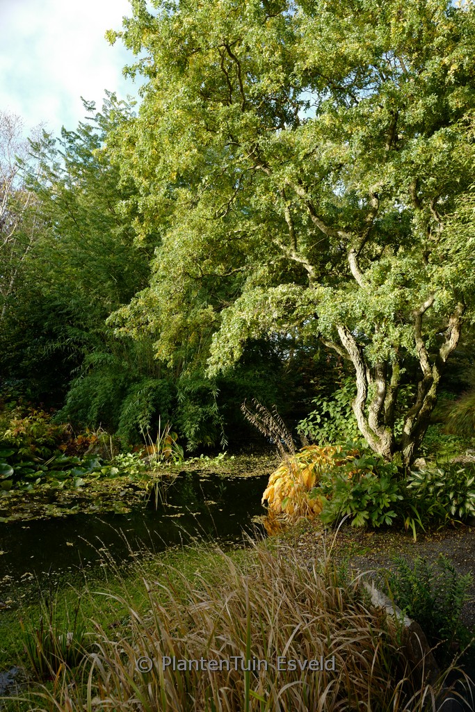 Robinia pseudoacacia 'Lace Lady' TWISTY BABY - Afbeelding 3
