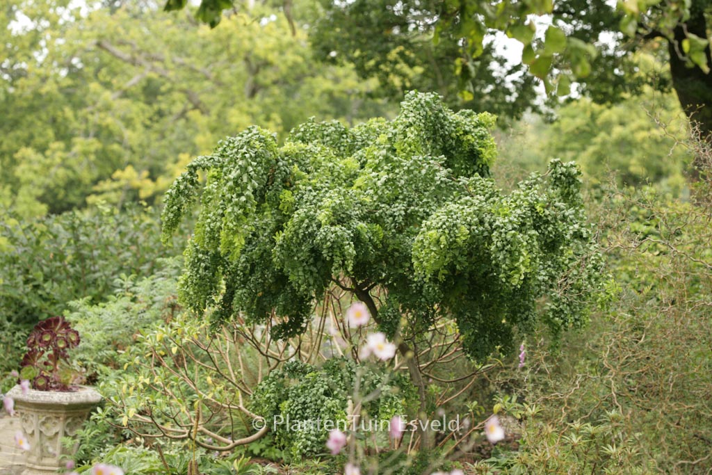 Robinia pseudoacacia 'Lace Lady' TWISTY BABY - Afbeelding 4
