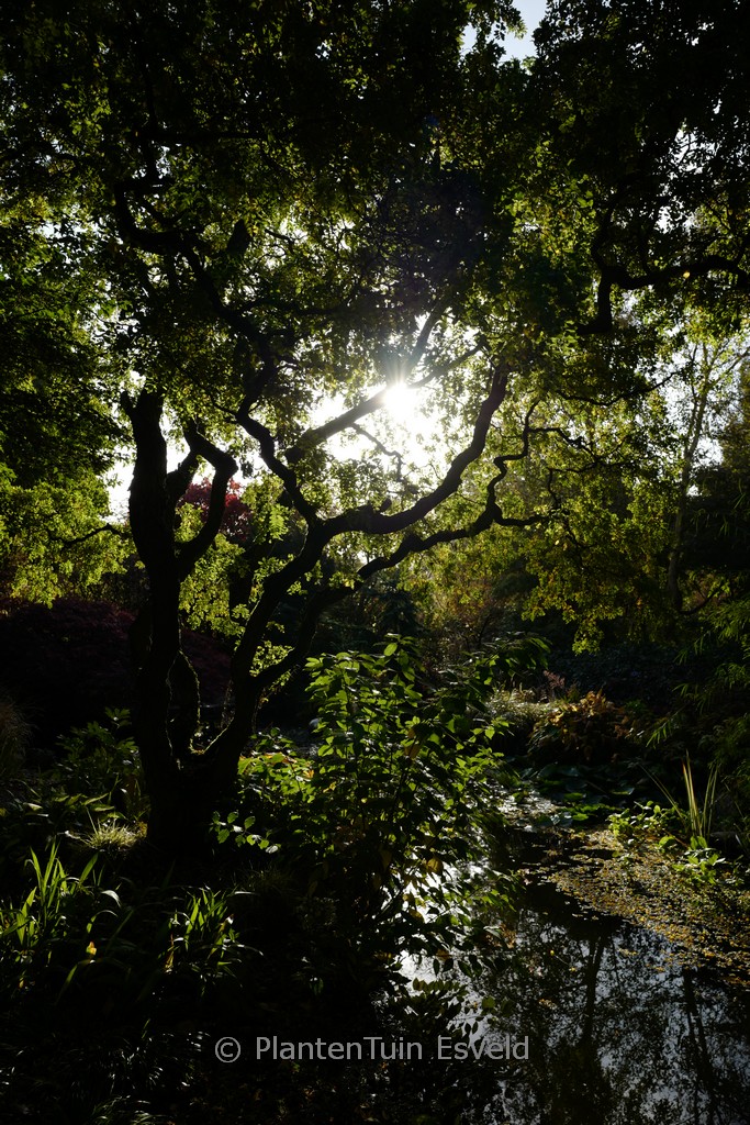 Robinia pseudoacacia 'Lace Lady' TWISTY BABY - Afbeelding 5