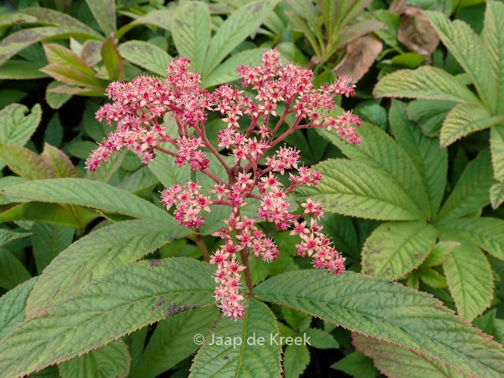 Rodgersia pinnata 'Crug Cardinal'