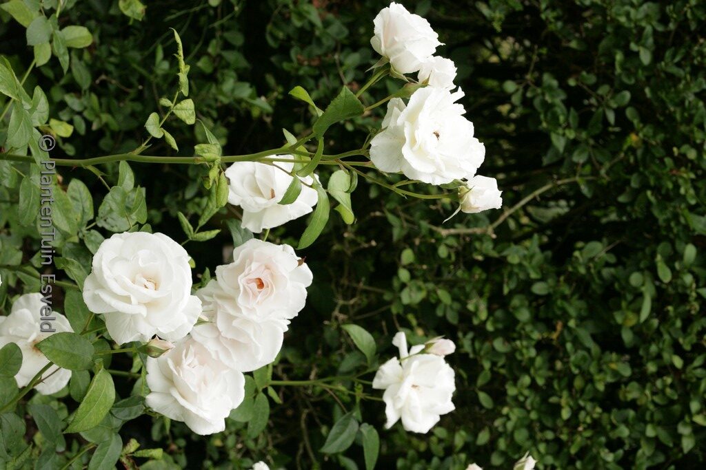 Rosa 'Maria Mathilda'