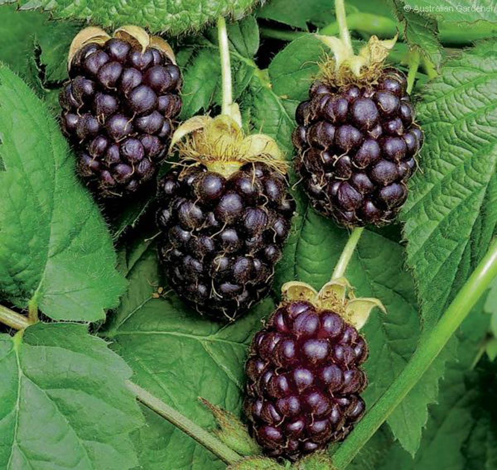 Rubus 'Boysenberry'