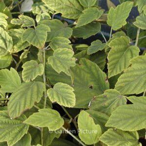 Rubus flagelliflorus