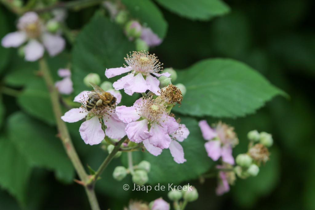 Rubus fruticosus