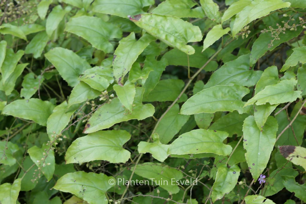 Rubus ichangensis