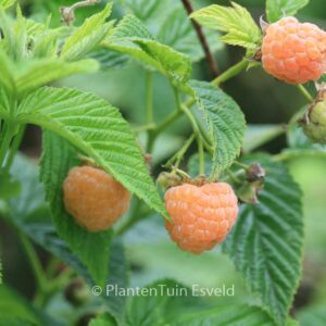 Rubus idaeus 'Fallgold'