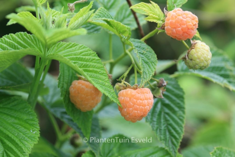 Rubus idaeus 'Fallgold'