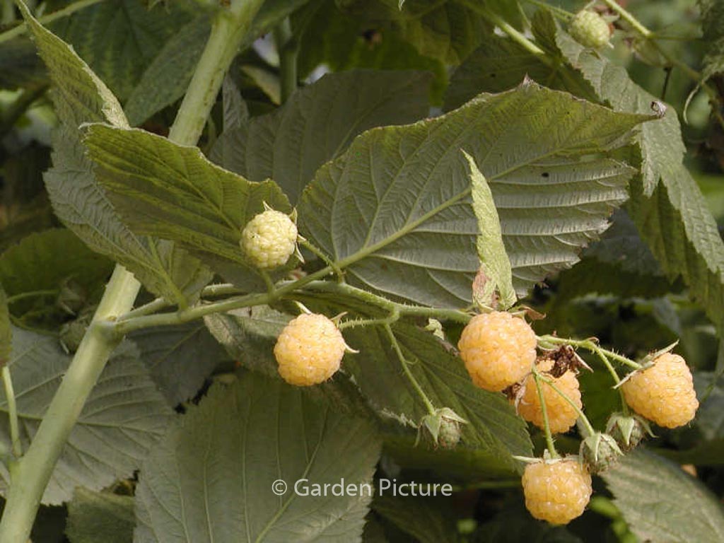 Rubus idaeus 'Golden Bliss'