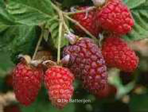 Rubus 'Loganberry'