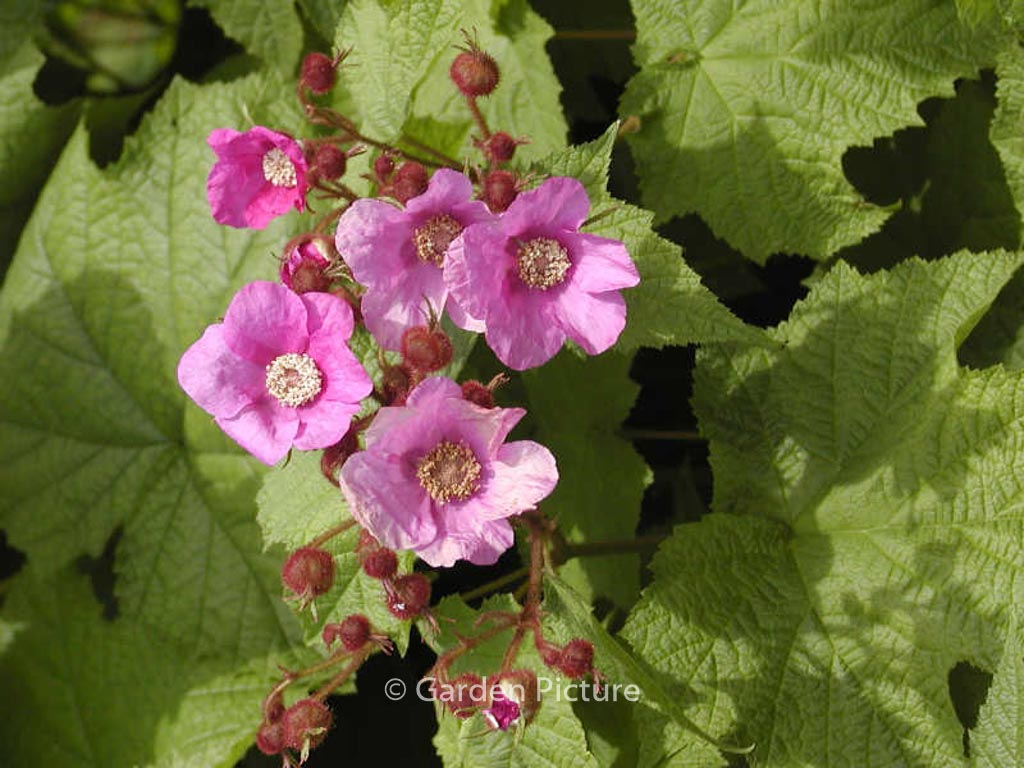 Rubus odoratus