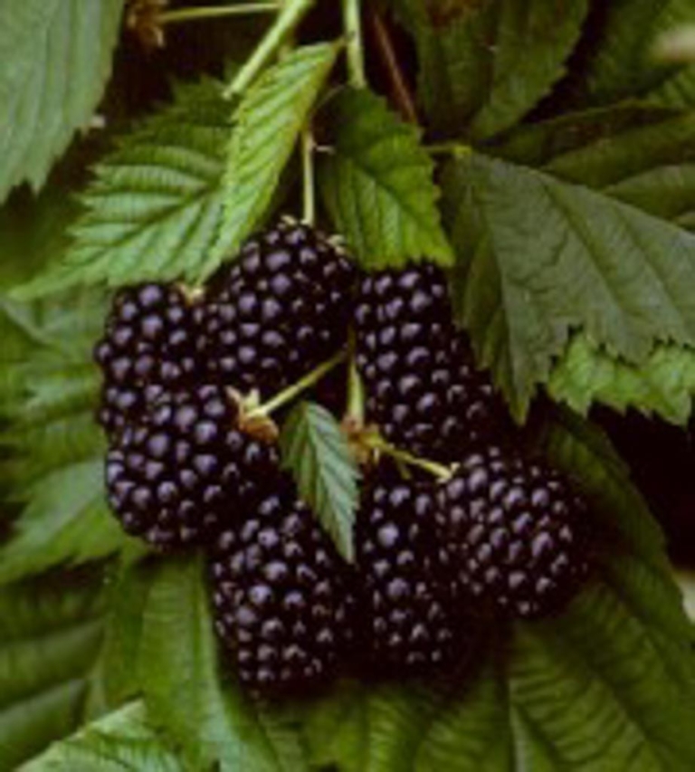 Rubus 'Thornfree'