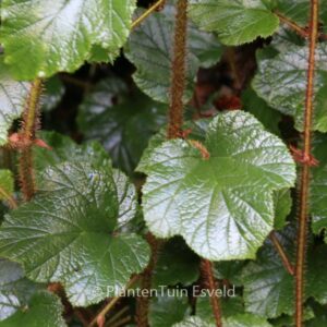 Rubus tricolor