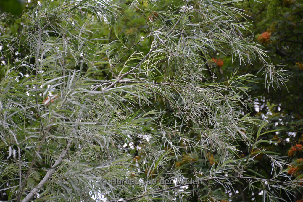 Salix exigua