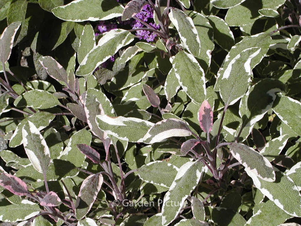 Salvia officinalis 'Tricolor'
