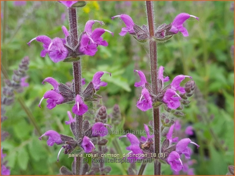 Salvia pratensis 'Royal Crimson Distinction'