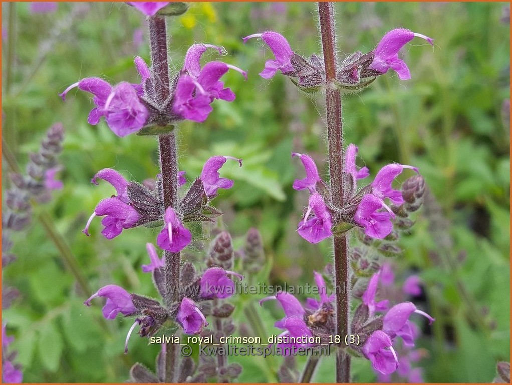 Salvia pratensis 'Royal Crimson Distinction'