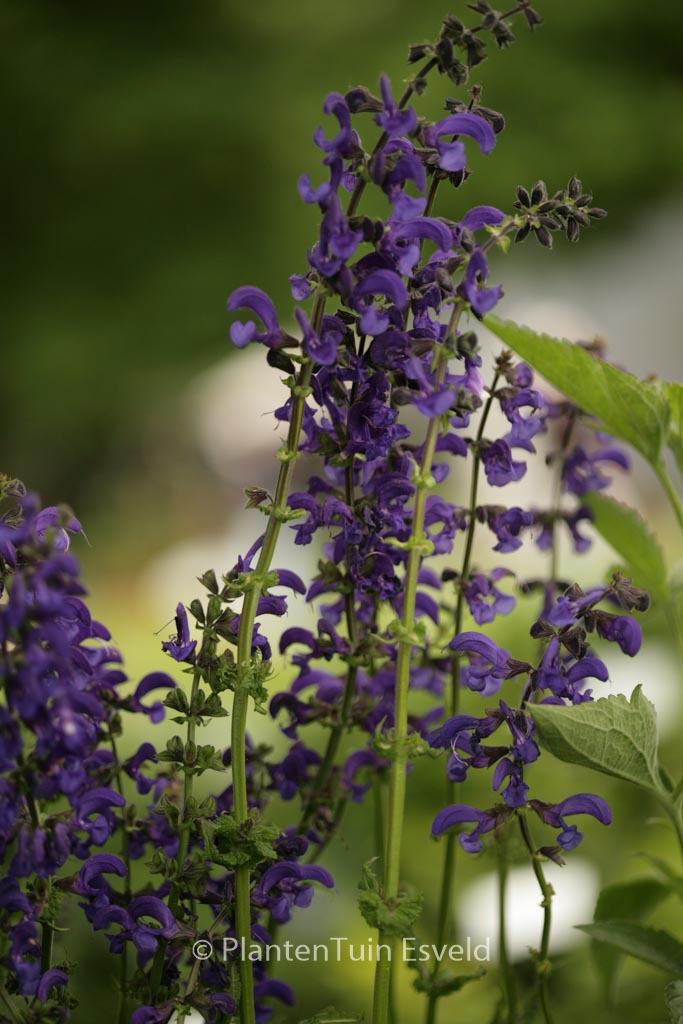 Salvia pratensis 'Twilight Serenade'