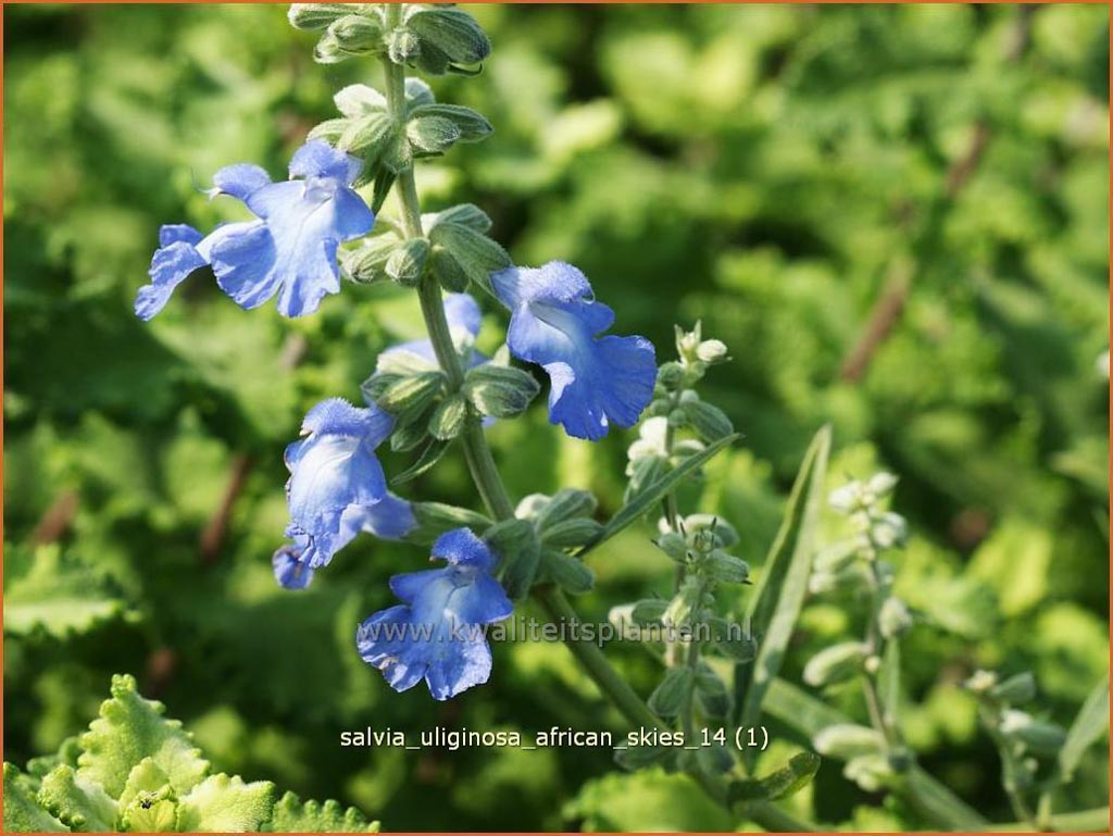 Salvia uliginosa 'African Skies'