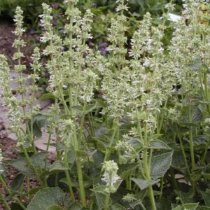 Salvia verticillata 'Alba'