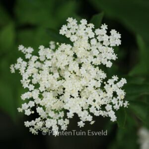 Sambucus nigra 'Korsor'