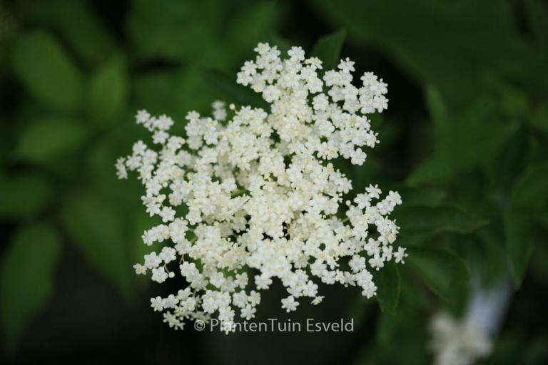 Sambucus nigra 'Korsor'